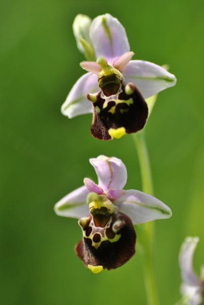 Ophrys abeille pelouse calcaire de Romont 002.jpg