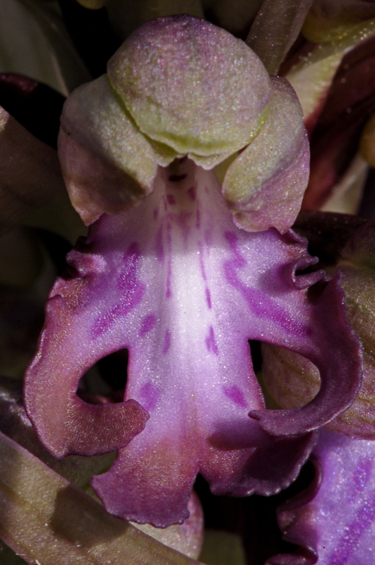 Orchis géant.JPG