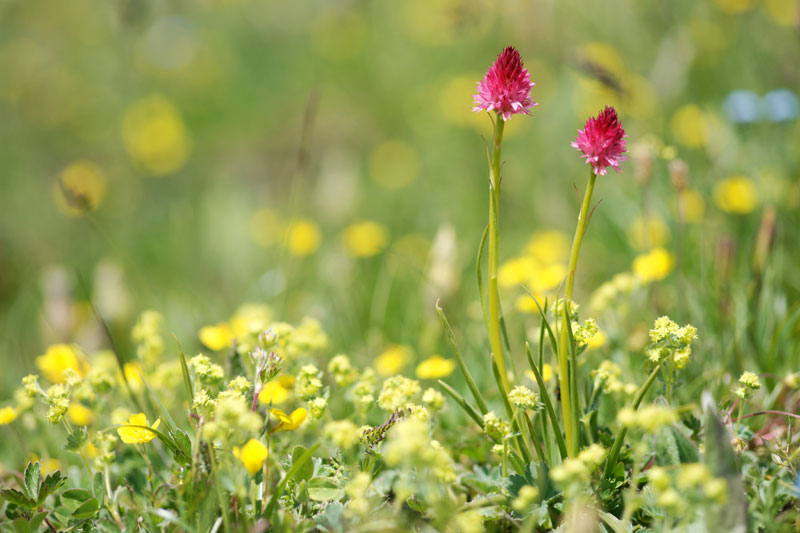 Gymnadenia-corneliana-Queyr.jpg
