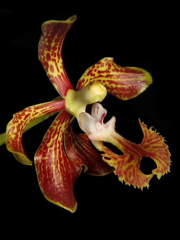 Vanda_roeblingiana.jpg