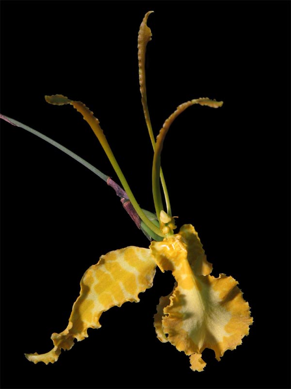 Psychopsis_papilio_alba.jpg