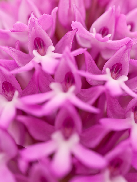 anacamptis pyramidalis2.jpg