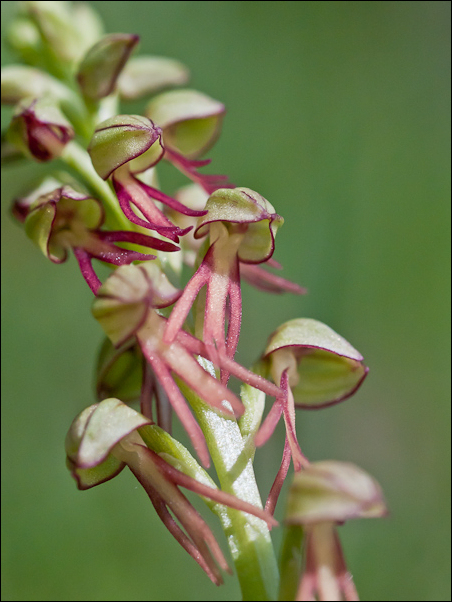 orchis anthropophora3.jpg