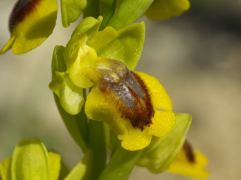 Ophrys_lutea.jpg