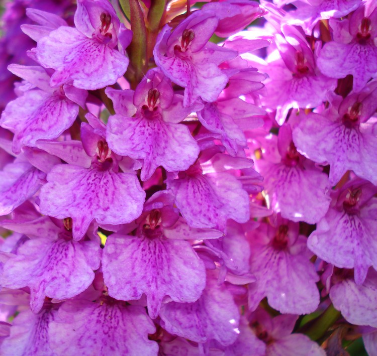 Dacylorhiza foliosa.jpg