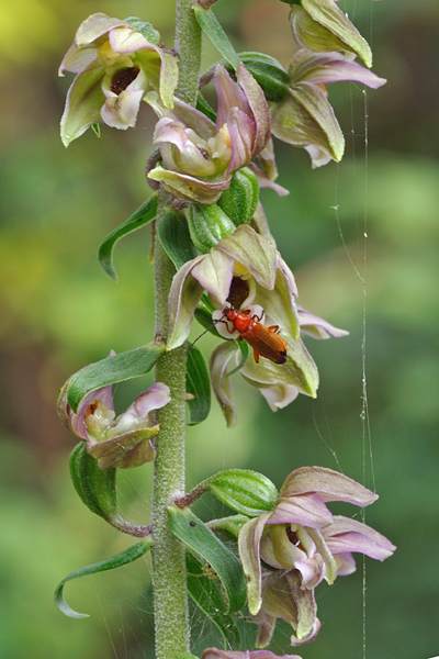 epipactis-helleborine-101804aa-400s.jpg
