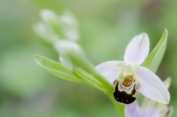 Ophrys apifera.jpg