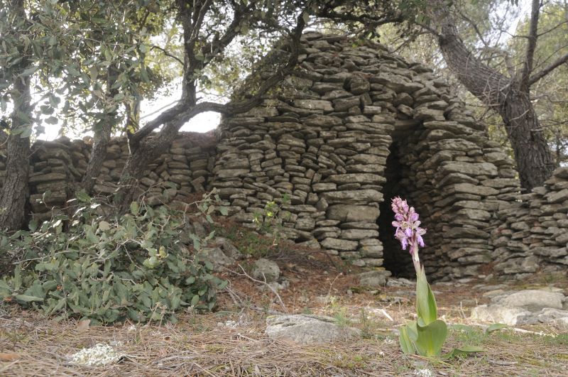 faivre-thevenet-borie & orchidee.JPG
