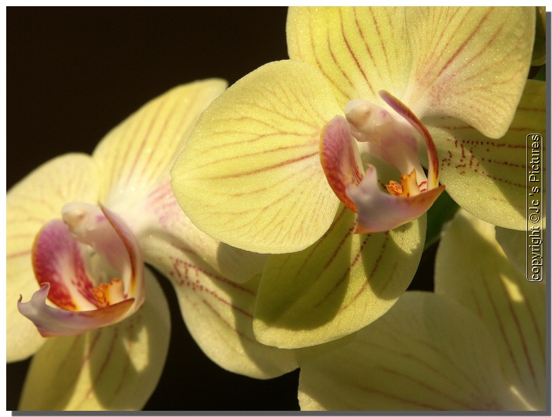 Orchidée 010.jpg