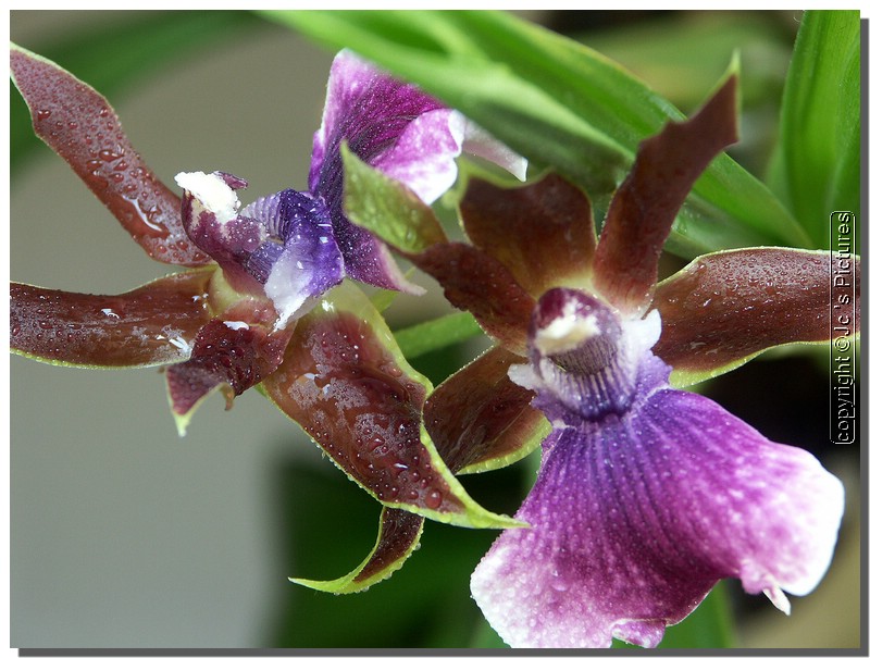 Orchidée 031.jpg