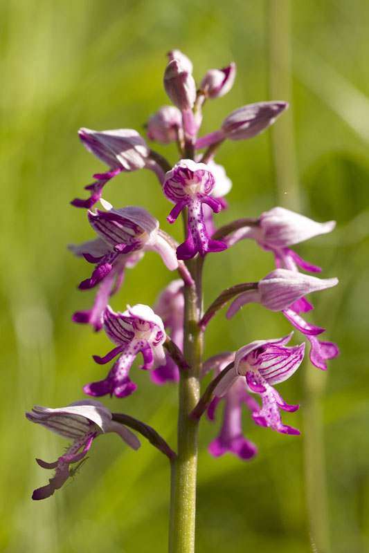 Ambroise_Biberstein-Helm Knabenkraut-Orchis militaris_BA_100523 (3).jpg