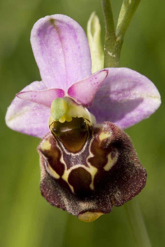 Ambroise_Hummel Ragwurz-Ophrys holoserica_BA_100612 (31).jpg