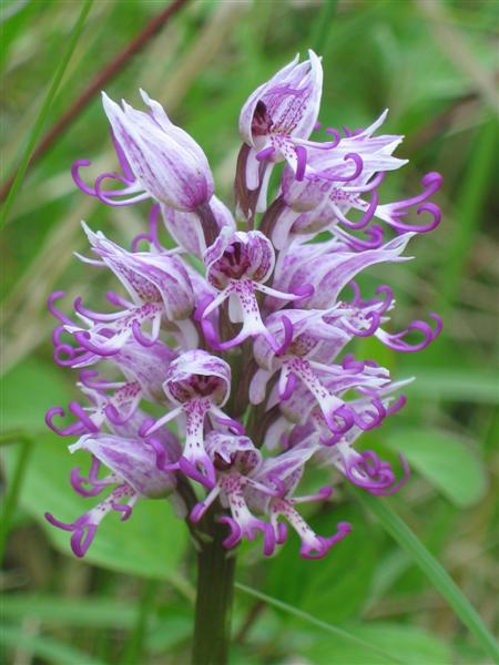 Orchis singe.jpg