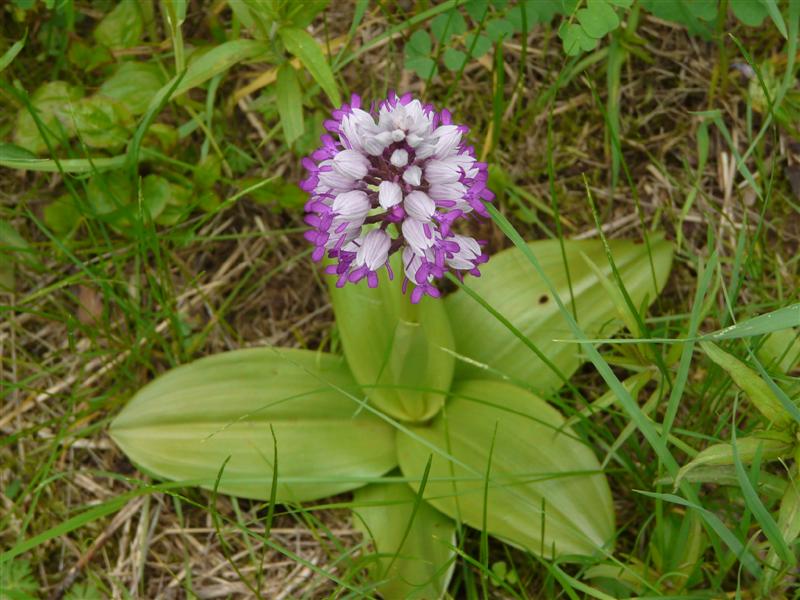 Orchis militaire.JPG
