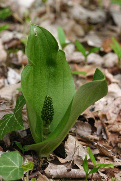 listera_ovata.jpg