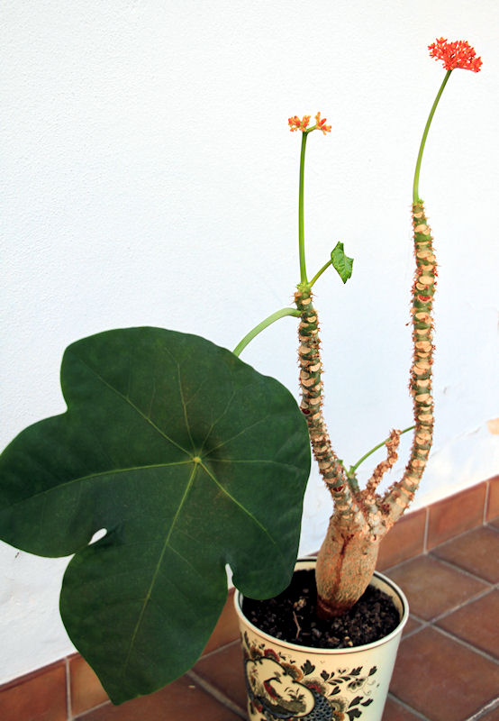 Jatropha podagrica.jpg