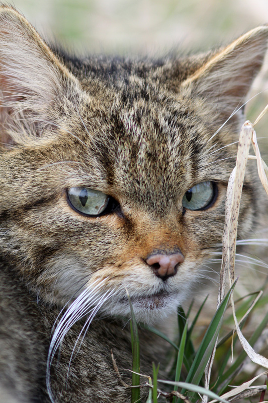 chat-forestier.jpg