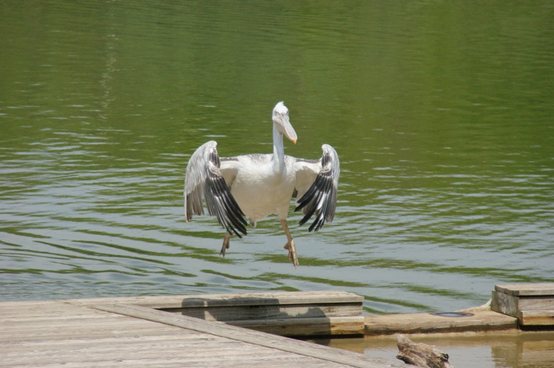 DSC04209-lr.jpg