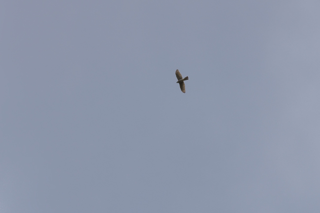 IMGP3564.jpg