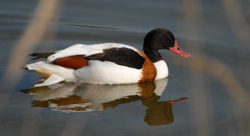 oiseau26.jpg