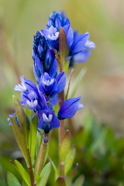 fleur-à-identifier-23-03-2011.jpg