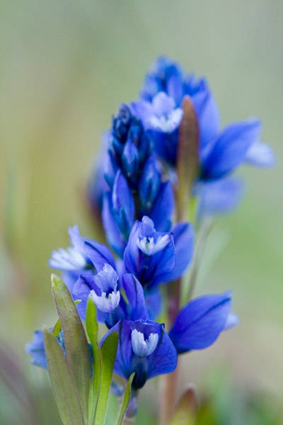 fleur-à-identifier-23-03-2011-bis-.jpg