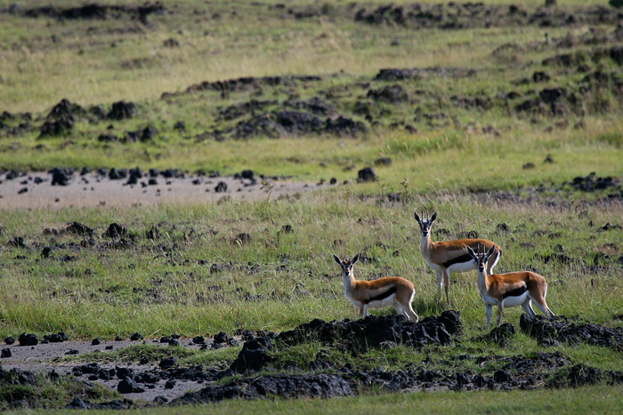 Trois gazelles-web.jpg