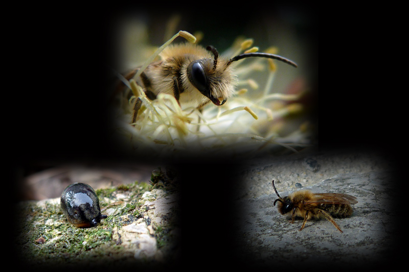pelemele insect.jpg