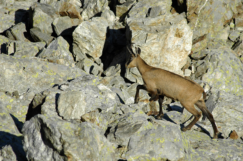 chamois-2web 2.jpg