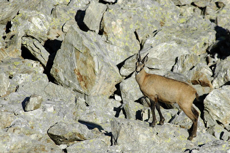 chamois-2web-3.jpg