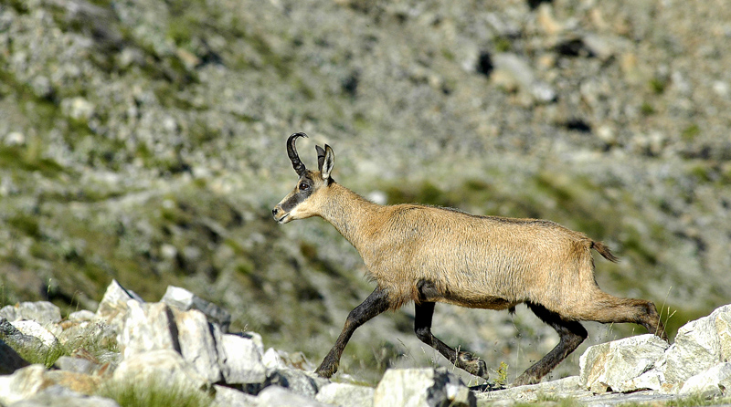 chamois 2web 1.jpg