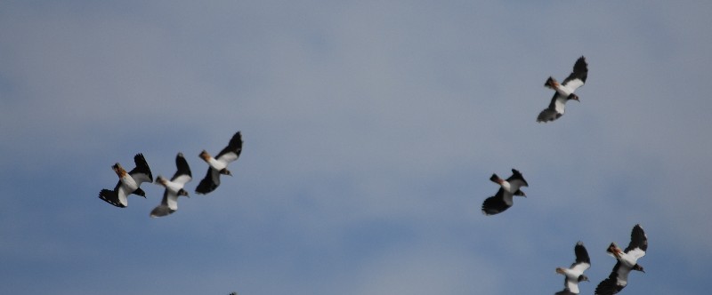 oiseau16.jpg