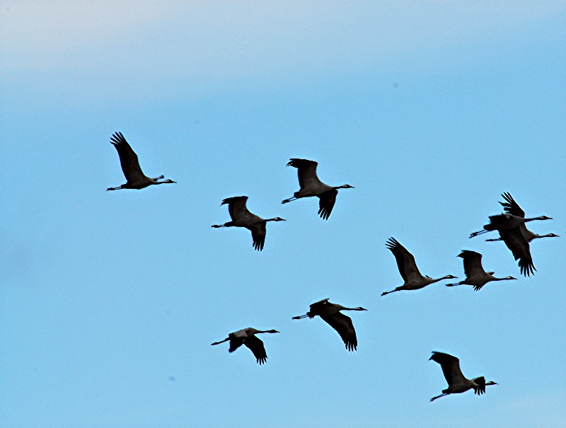 oiseau127.jpg