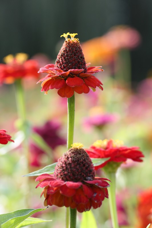 fleur.jpg