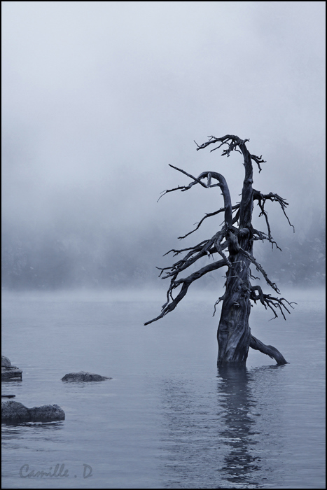 arbre2bis.jpg