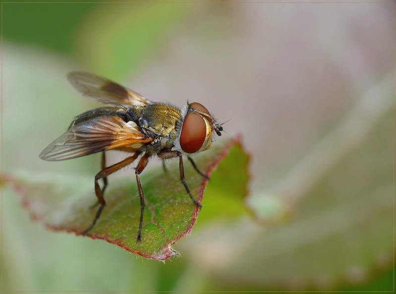 Oh la belle mouche 2.jpg