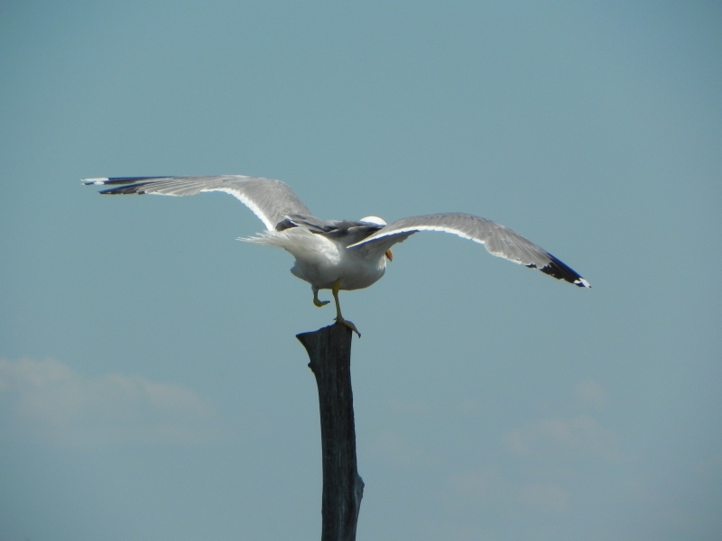 DSCN4427a.jpg