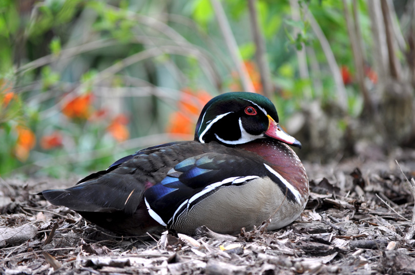 Canard-Carolin.jpg