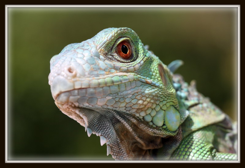 iguane 2.jpg