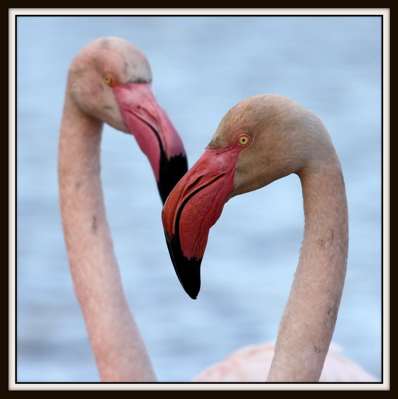 flamant 2.jpg