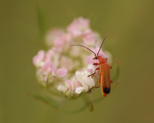 macro3 031.jpg