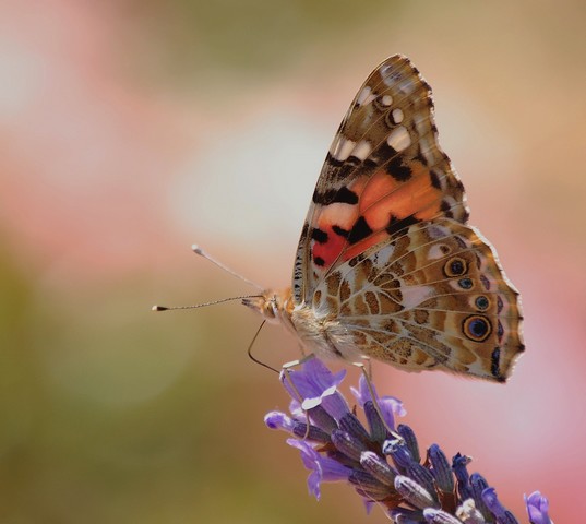 juillet 0902 056.jpg