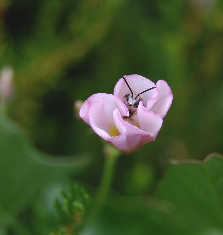 juillet 09 025.jpg
