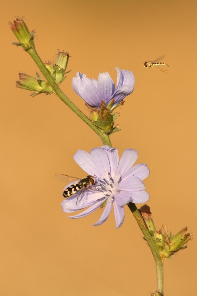 scaeva pyrastri.JPG