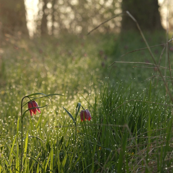 fritillaria.jpg