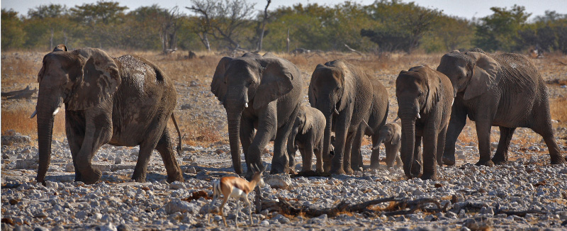 IMG_2874a-Etosha-ElÃ©phants.jpg