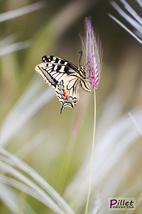 Machaon2.jpg