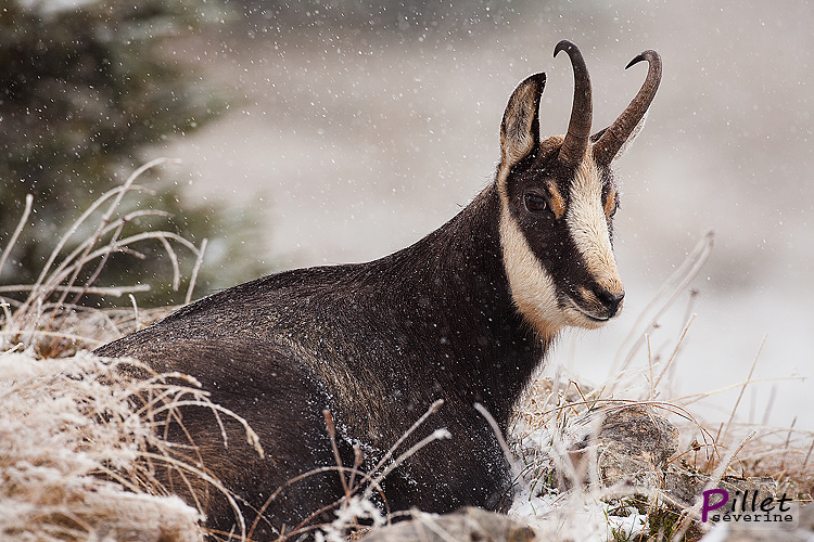 chamois.jpg