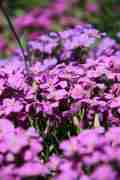 IMG_7855 ter.jpg