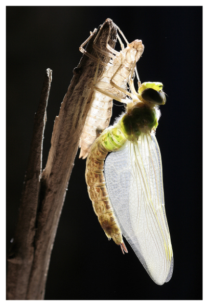 libellule 38w.jpg